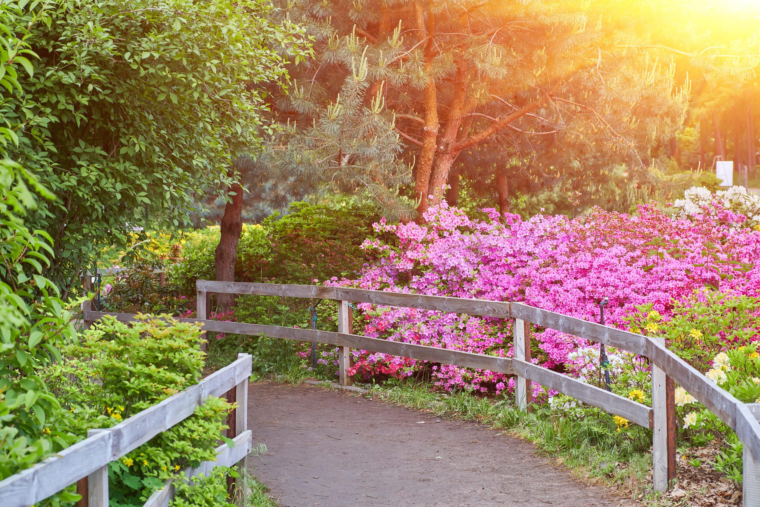 Raleigh garden